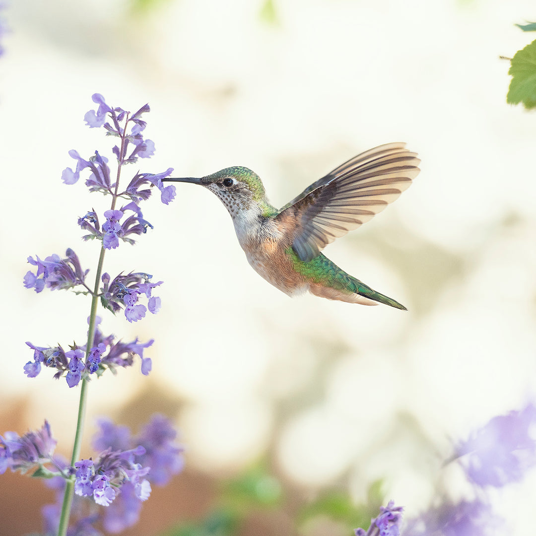 Nature Photography